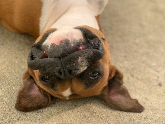 boxer laying upside down