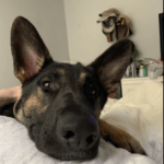German Shepherd laying in bed