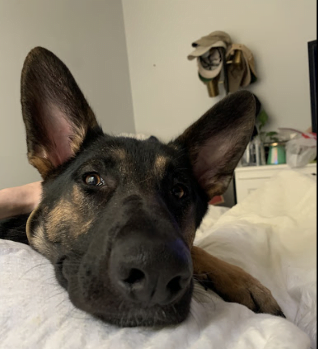 German Shepherd laying in bed