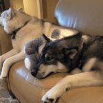 two medium size dogs laying on couch