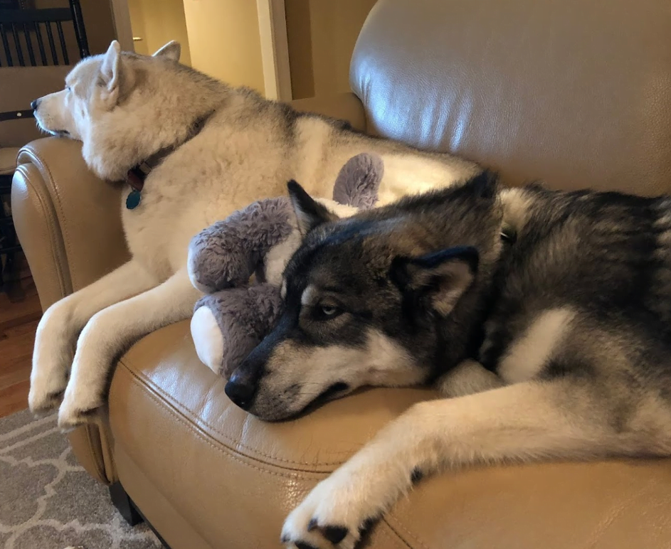 two medium size dogs laying on couch