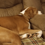 Brown dog sleeping on couch