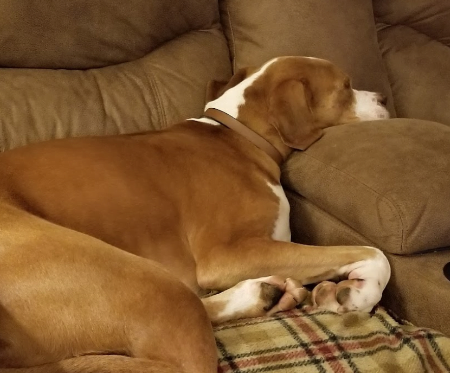 Brown dog sleeping on couch