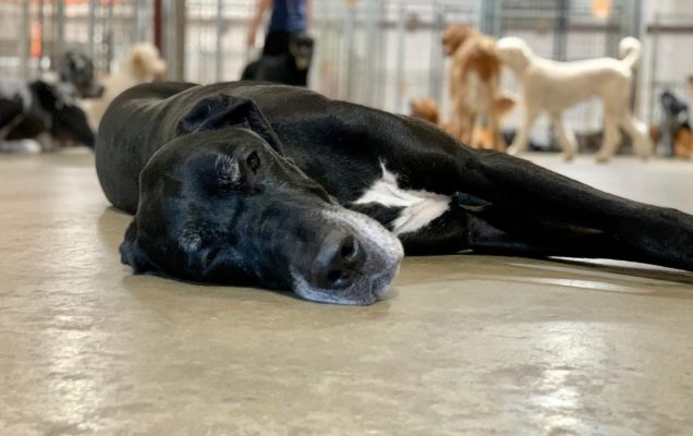 black great dane sleeping on ground