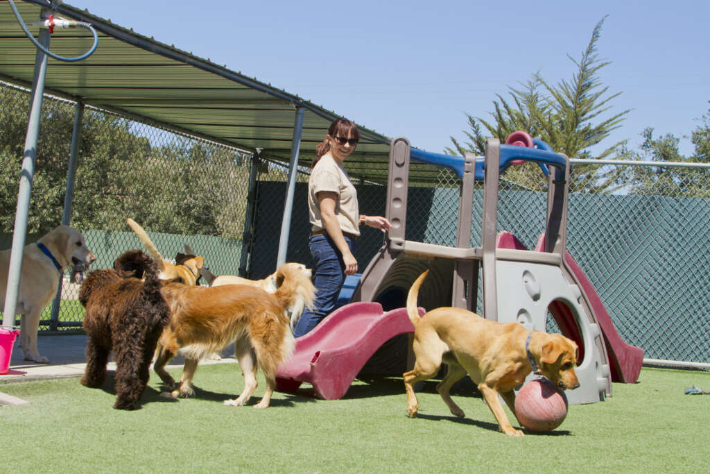 A Female Staff Member At A Kennel Supervises Several Large