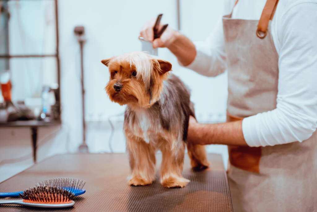 groomer trimming fur of little dog