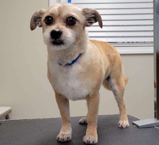 small tan dog groomed