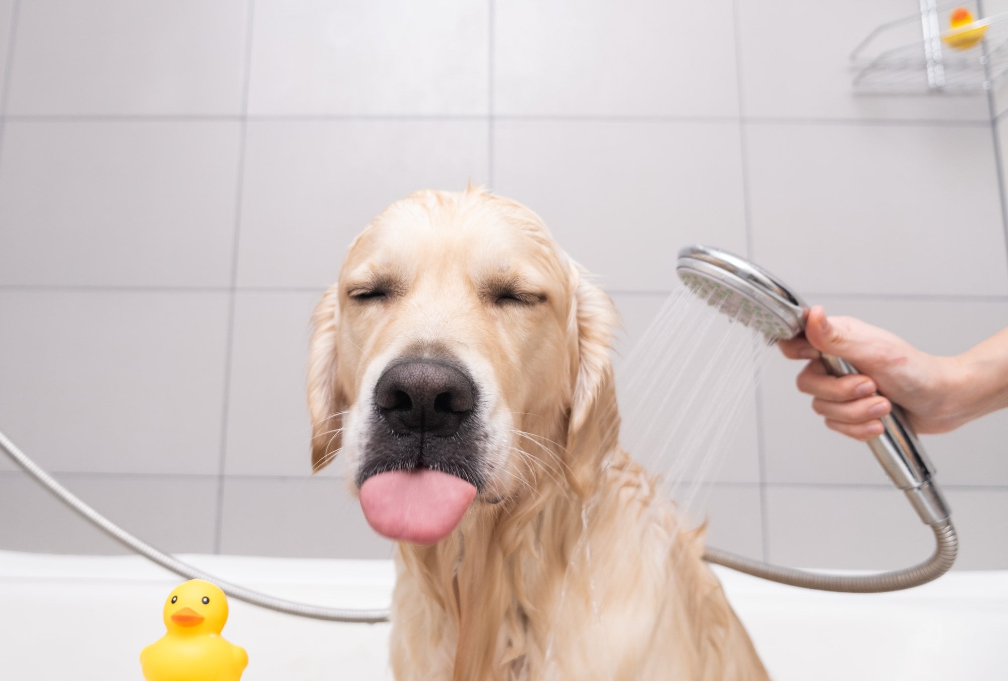 yellow lab getting a bath sticking tongue out