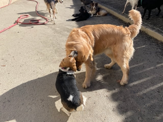 two dogs playing